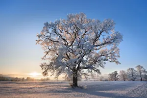 Back Light Prints: Oak with hoar frost in winter - Germany, Bavaria, Upper Bavaria, Weilheim-Schongau