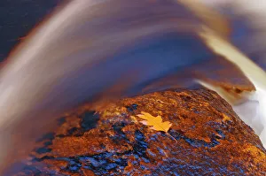 Rosseau Prints: Oak leaf and Rosseau River Rosseau, Ontario, Canada