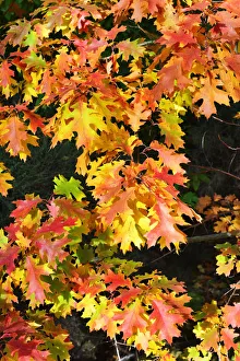Images Dated 21st November 2018: Oak leaves in Autumn. Serra da Estrela Nature Park, Portugal