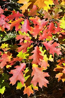 Images Dated 21st November 2018: Oak leaves in Autumn. Serra da Estrela Nature Park, Portugal