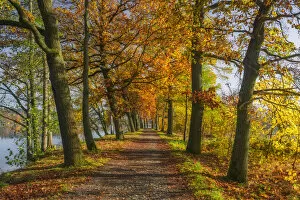 Oak tree alley at Plothen Ponds area in autumn, ThAA┬╝ringer Schiefergebirge Obere Saale