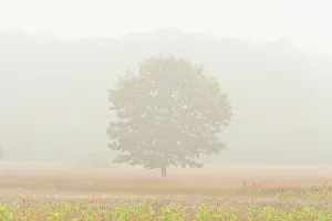Camp Prints: Oak tree in fog St. Joseph's Island, Ontario, Canada