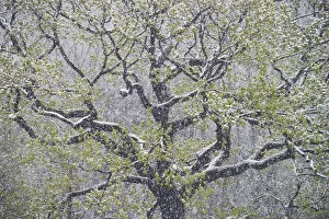 Snowfall Collection: oak tree with freshly fallen snowflakes in spring, Saxony, Germany, Europe