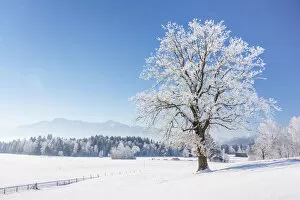 Images Dated 10th March 2021: Oak tree at Kochelmoos in winter, Toelzer Land, Upper Bavaria, Alps, Isarwinkel