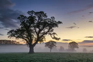 Oak Tree in Morning Mist, Dorset, England