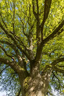 Oak Tree Prints: Oak Tree, North Downs, Guildford, Surrey, England, UK