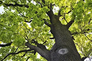 Oak tree in the Spring. Dresden, Germany