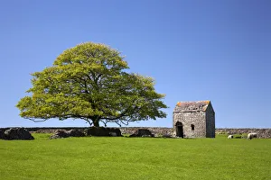 Scene Prints: Oak Tree & Stone Barn, Tideswell, Peak District National Park, Derbyshire, England