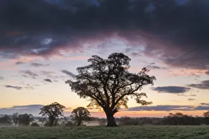 Horizontal Gallery: Oak Tree at Sunrise, Dorset, England