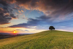Solitary Prints: Oak Tree at Sunset, Tuscany, Italy