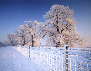 Inspire Prints: Oak Trees & Fence in Hoar Frost, Caistor St. Edmund, Norfolk, England