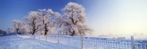 Oak Trees & Fence in Hoar Frost, Caistor St Edmands, Norfolk, England