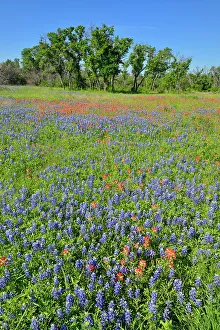 Oaks Prints: Oak trees and flowering bluebonnets, Travis County, Texas, USA