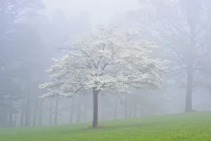 Woodlands Prints: Oak trees in the fog, Mt. Sherman, Arkansas, USA