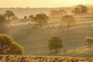 Livestock Prints: Oak trees (Quercus robur) on downland with belted galloway cattle