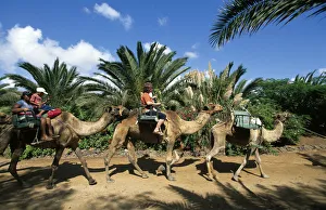 Mammalia Prints: Oasis Park in La Lajita, Fuerteventura, Canary Islands, Spain