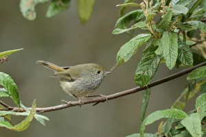 Branch Prints: Oceania, Australia, Tasmania, Bird perched on branch