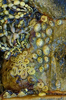 Clam Prints: Oceania, Australia, Tasmania, Eaglehawk Neck, Marine life in the Tessellated Pavement