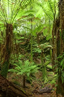 Oceania, Australia, Tasmania, Tarkine Forest at Trowutta Arch