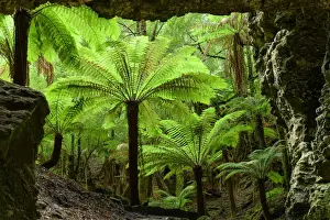 Oceania, Australia, Tasmania, Tarkine Forest at Trowutta Arch