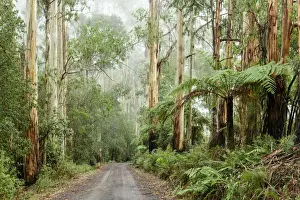 Oceania, Australia, Victoria, Great Otway National Park, Eucalyptus Forest