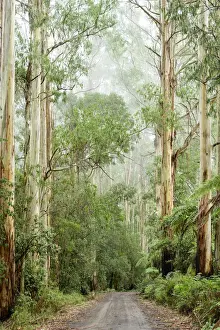 Down Under Prints: Oceania, Australia, Victoria, Great Otway National Park, Eucalyptus Forest
