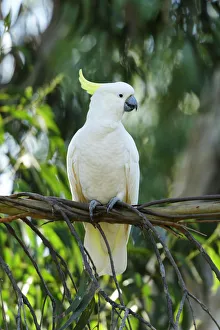 Down Under Prints: Oceania, Australia, Victoria, Kennet River, Cockatoo perched on branch
