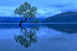Oceania, New Zealand, Aotearoa, South Island, Otago Wanaka, Wanake tree