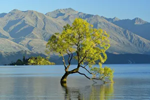 Oceania, New Zealand, Aotearoa, South Island, Wanaka, Lake Wanaka, Tree in water