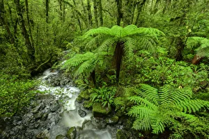 Oceania, New Zealand, Aotearoa, South Island, Te Anau, Southland, Fiordland National Park