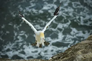 Oceania, New Zealand, Aotearoa, North Island, Muriwai Gannet Colony