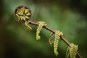 Oceania, New Zealand, Aotearoa, South Island, Fern tree