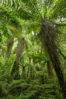 North Island Gallery: Oceania, New Zealand, Aotearoa, North Island, Tongariro National Park, rain forest