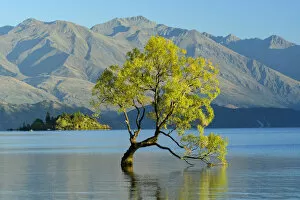 Oceania, New Zealand, Aotearoa, South Island, Wanaka, Lake Wanaka, Tree in water