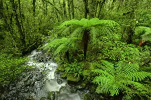 Images Dated 17th May 2018: Oceania, New Zealand, Aotearoa, South Island, Te Anau, Southland, Fiordland National Park