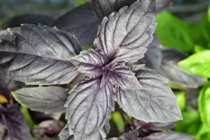 Images Dated 15th August 2011: Ocimum pupuraceus, a sweet herb. Ribatejo