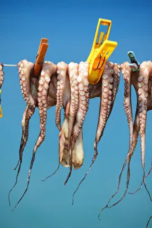 Crete Gallery: Octopus drying in the sun, Plaka, Crete, Greece, Europe