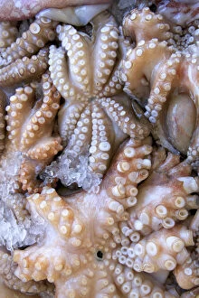 Images Dated 27th July 2015: Octopus In The Market, Kalymnos, Dodecanese, Greek Islands, Greece, Europe