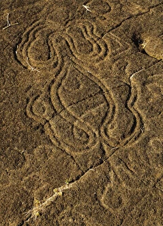 Octopus Petroglyph Papa Mangai in Papa Vaka, Rapa Nui National Park, Easter Island