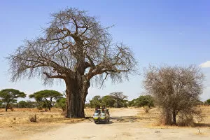 Adansonia Gallery: An off road safari vehicle under a giant Adansonia tree (Baobab) in the Central Serengeti
