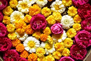 Offering Prints: Offerings of Flowers, City of Bundi, Rajasthan, India, Asia
