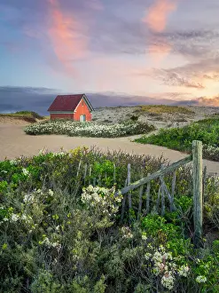 Rustic Prints: Oil house and beach fence surrounded by blooming beach plum flowers