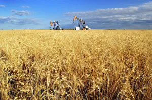 Industrial Prints: Oil pump jacks and wheat field Carlyle Saskatchewan, Canada