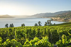 Okanagan Valley Prints: Okanagan Valley, vineyards near Penticton, British Columbia, Canada