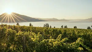 Images Dated 21st February 2020: Okanagan Valley, vineyards near Penticton, British Columbia, Canada