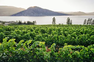 Images Dated 21st February 2020: Okanagan Valley, vineyards near Penticton, British Columbia, Canada