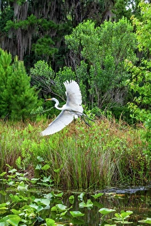 Georgia Prints: Okefenokee National Wildlife Refuge, Georgia, USA