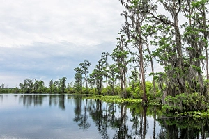 Swamp Prints: Okefenokee National Wildlife Refuge, Georgia, USA
