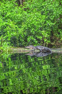 Georgia Prints: Okefenokee National Wildlife Refuge, Georgia, USA