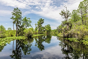 Swamp Prints: Okefenokee National Wildlife Refuge, Georgia, USA